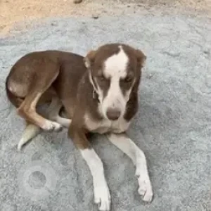 A Brown Indie Dog Found from Shanthinagar Bus stand, A2B-2