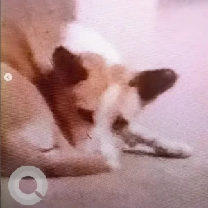 A White-Brown Mix Indie Dog Missing from Nagavara, Bengaluru