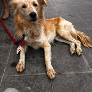 A Brown Golden Retriever Dog Found from Sector 45, Gurgaon
