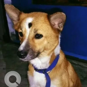 A Brown Indie Dog Missing from D-sector near Garden dew school