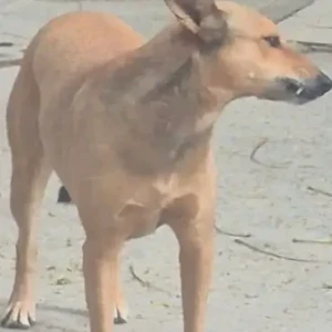 A Brown Indie Dog Missing from B-1 Vasant Kunj