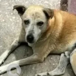 A White-Brown Mix Indie Dog Missing from Shivanna layout, Rajarajeshwari Nagar