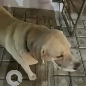 A White Labrador Dog Found from RHCS layout Nagarbhavi-2