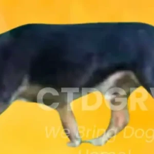 A Black and Brown Mix Dog Missing from Mt. Tom, Bantam