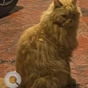 A Orange Persian Cat Missing from Miramar, Panaji