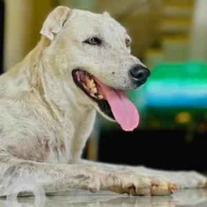 A White Indie Dog Missing from Bhosari, Pune