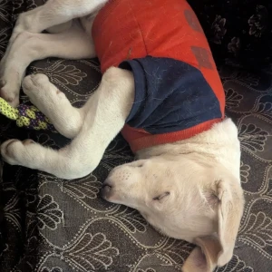 A White Indie Dog Found from Gurugram-2