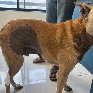 A Brown Indie Dog Missing from Baner, Pune-2