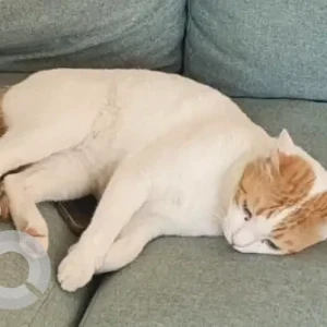 A White Domestic Shorthair Cat Missing from Springs 15 street 6-2