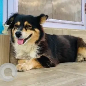 A Black and White Mix Dog Missing from Pokhara Lekhnath