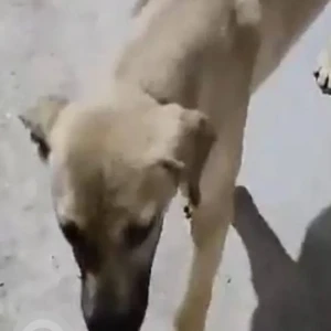 A White Indie Dog Missing from Gupta Colony, Khirki Extension, Malviya Nagar