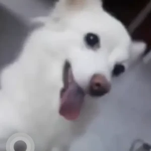 A White Pomeranian Dog Missing from PM Palem Sankethika College area
