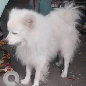 A White Japanese Spitz Dog Missing from Sanopul, Sesmati-2