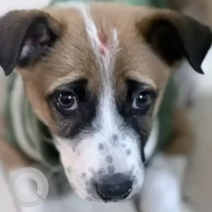 Female Indie Dog Adoption for Adoption in Sector 27, Gurugram