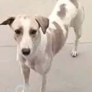A White-Brown Mix Indie Dog Missing from N3 Ortho Pet Care Clinic, Manikonda