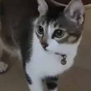 A Grey-White Mix Indie Cat Missing from Prestige Parkview, Hope Farm