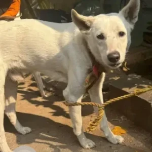 A White Indie Dog Found from Sunder Sanskruti Society