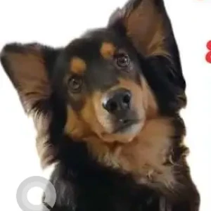 A Black and Brown German Shepherd Lab mix Dog Missing from Ishwar pharmacy, Marra, Pilerne-2