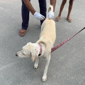 Rabies vaccination-64