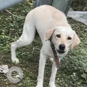 A White Labrador Dog Found from Siruseri