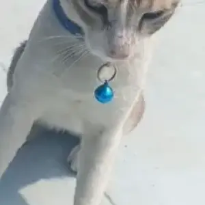 A Grey-White Mix Calico Cat Missing from Chennai-2