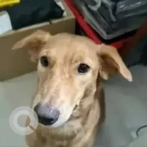 A White-Brown Mix Indie Dog Missing from Bengaluru