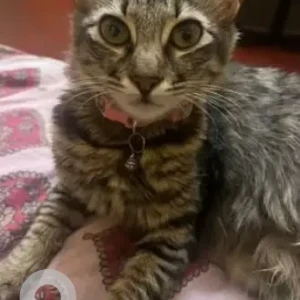 A Black and Brown Indie Cat Missing from Yeshwantpur Railway Station