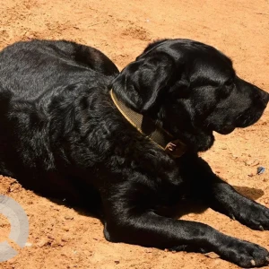 A Black Labrador Dog Missing from Umta Vaddo, Calangute-3