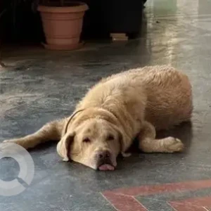 A White-Brown Mix Labrador Dog Found from Nehru Nagar, Bengaluru-2