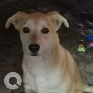 A White-Brown Mix Indie Dog Missing from Janak Puri East Metro station pillar 542