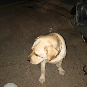 A White-Brown Mix Labrador Dog Found from New Chandigarh