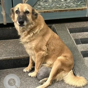 A Brown Indie Dog Missing from Dhansa Stand, Najafgarh-2