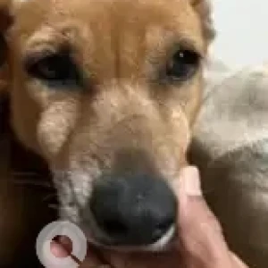 A Brown Indie Dog Missing from Nyanappanahalli, Akshaynagar-2