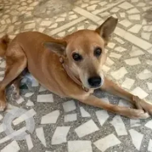 A Brown Indie Dog Missing from 8th Main Road, Near KIA showroom, Kalyananagar