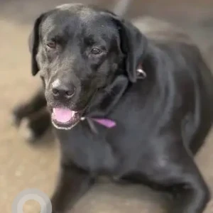 A Black Labrador Dog Found from Salisbury Park, Pune