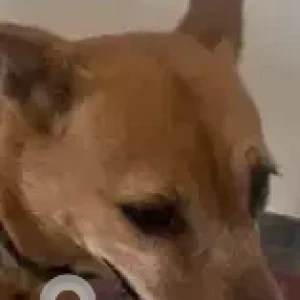 A Brown Indie Dog Missing from Nyanappanahalli, Akshaynagar-3