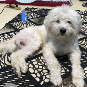 A White Lasha Apsho Dog Missing from Naharlagun, Vishal mart