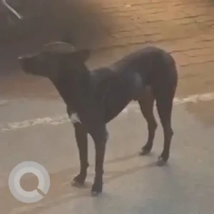 A Black Indie Dog Found from Surya Nagar, Ghaziabad-2