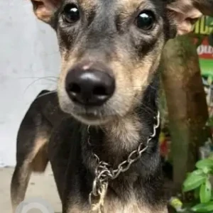 A Black and Brown Indie Dog Found from Chennai