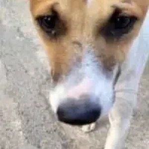 A White-Brown Mix Indie Dog Missing from Sector 5, New Delhi-2
