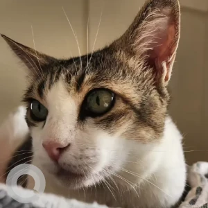 A Grey-White Mix Indie Cat Missing from Pune