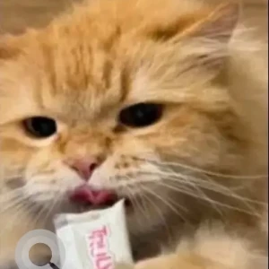 A White-Brown Mix Persian Cat Missing from Al Safa 1