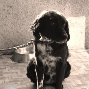 A Black and White Indie Dog Missing from Baner area