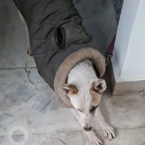 A White-Brown Mix Indie Dog Found from Old Rajinder Nagar-2