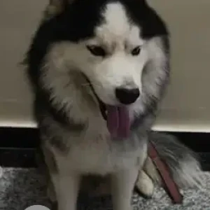 A Black and White Husky Dog Found from JP Nagar 6th phase-2