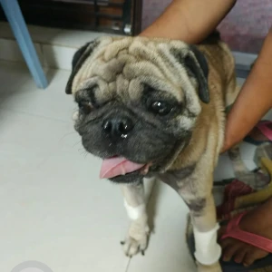 A White Pug Dog Found from Kottivakkam, Chennai