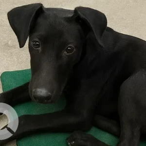 A Black and White Indie Dog Missing from Hauz khas, Vasant Kunj