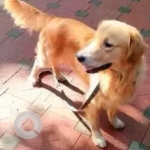 A Golden Golden retriever Dog Missing from Madel Pequeno, Margao-Goa