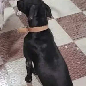 A Black Indie Dog Missing from Aashika Apartments, Alapakkam, Maduravoyal-3