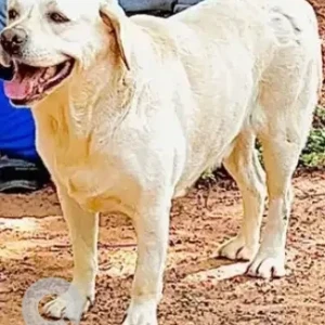 A White Labrador Dog Missing from Banashankari, Bengaluru-2